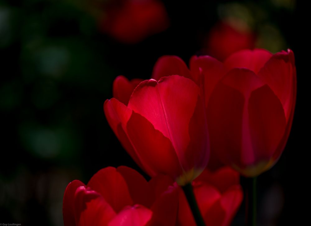 rote Tulpen _ 5
