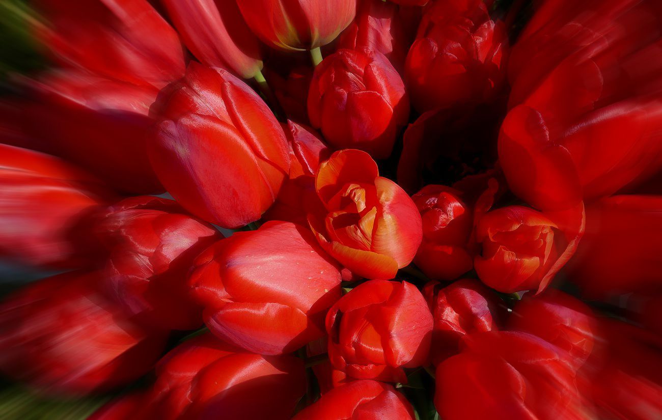 Rote Tulpen