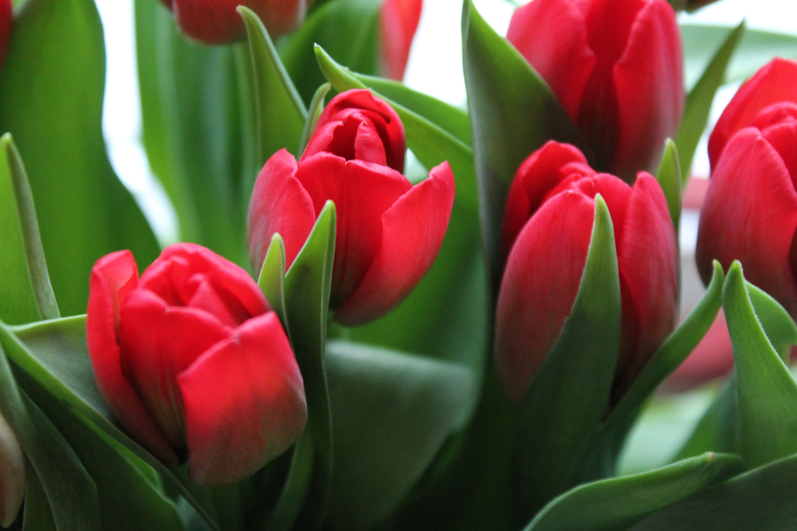 Rote Tulpen