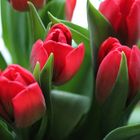 Rote Tulpen