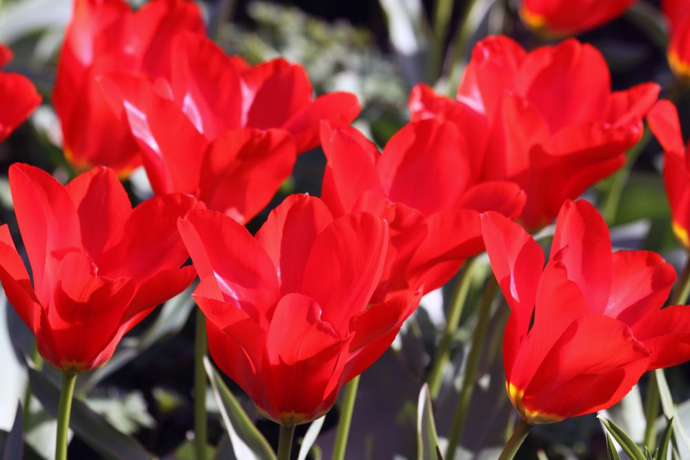 Rote Tulpen