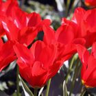 Rote Tulpen