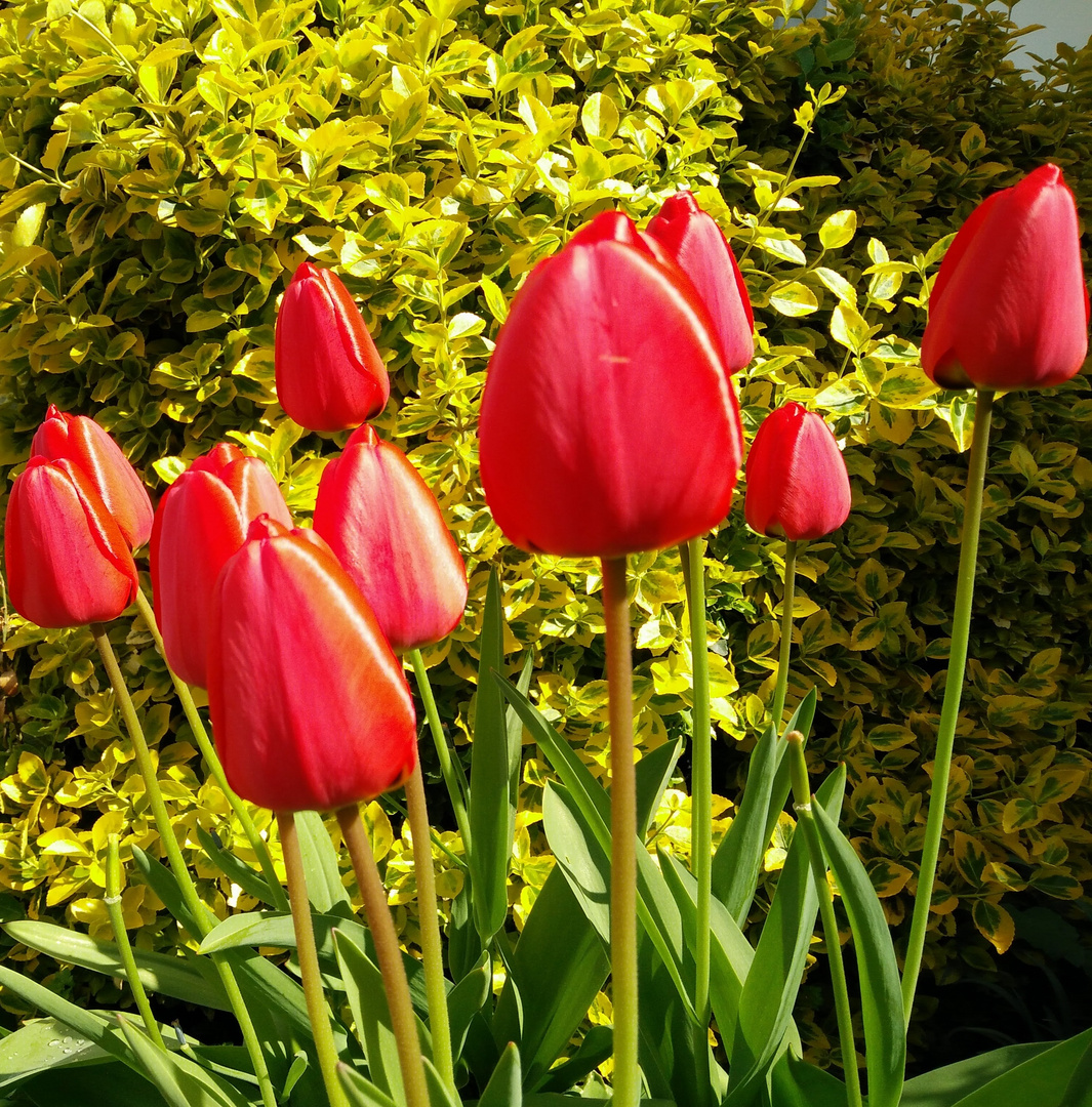 Rote Tulpen Foto & Bild | tulpen, natur, pflanzen Bilder auf fotocommunity