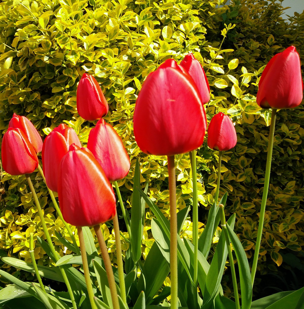 Rote Tulpen