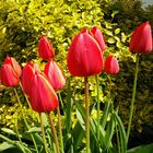 Rote Tulpen