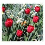 Rote Tulpen