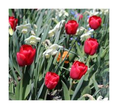 Rote Tulpen