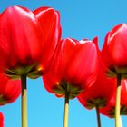 Rote Tulpen