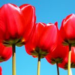 Rote Tulpen