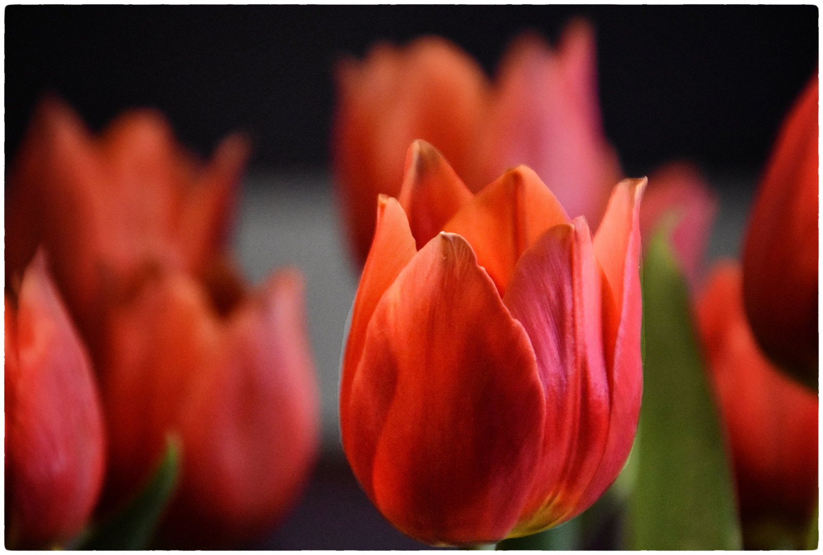 rote Tulpen