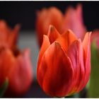 rote Tulpen