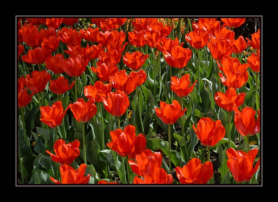 "Rote Tulpen"