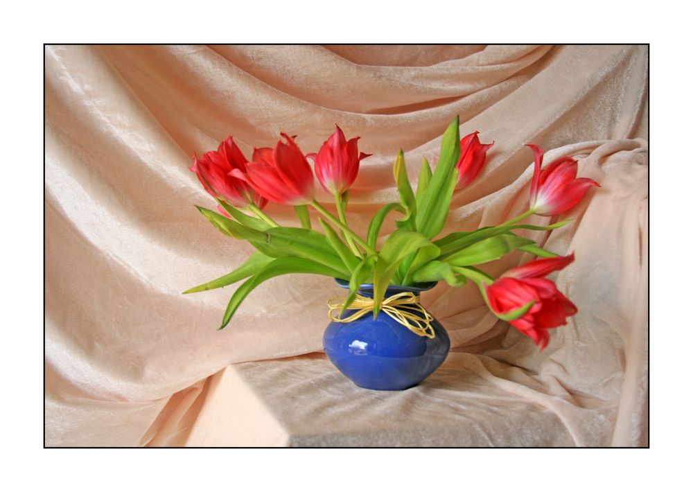 rote Tulpen