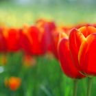 Rote Tulpen