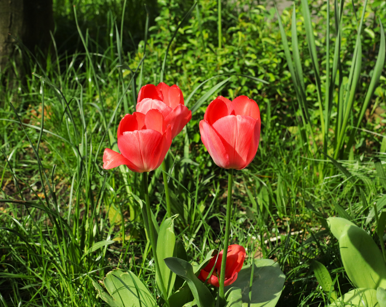 Rote Tulpen