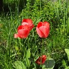 Rote Tulpen