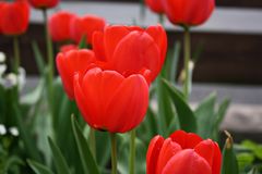 rote Tulpen