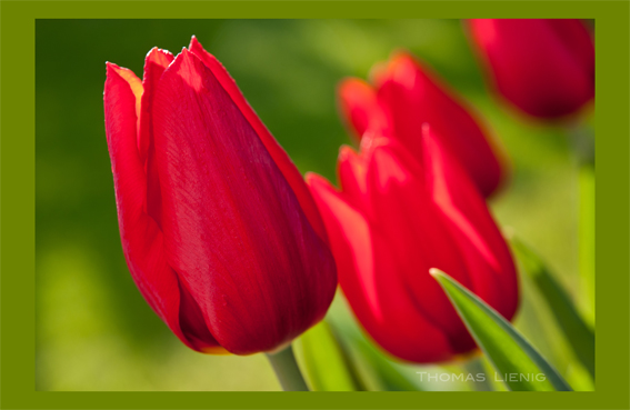 rote Tulpen