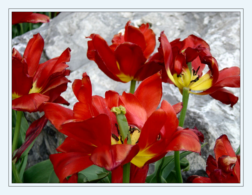 Rote Tulpen