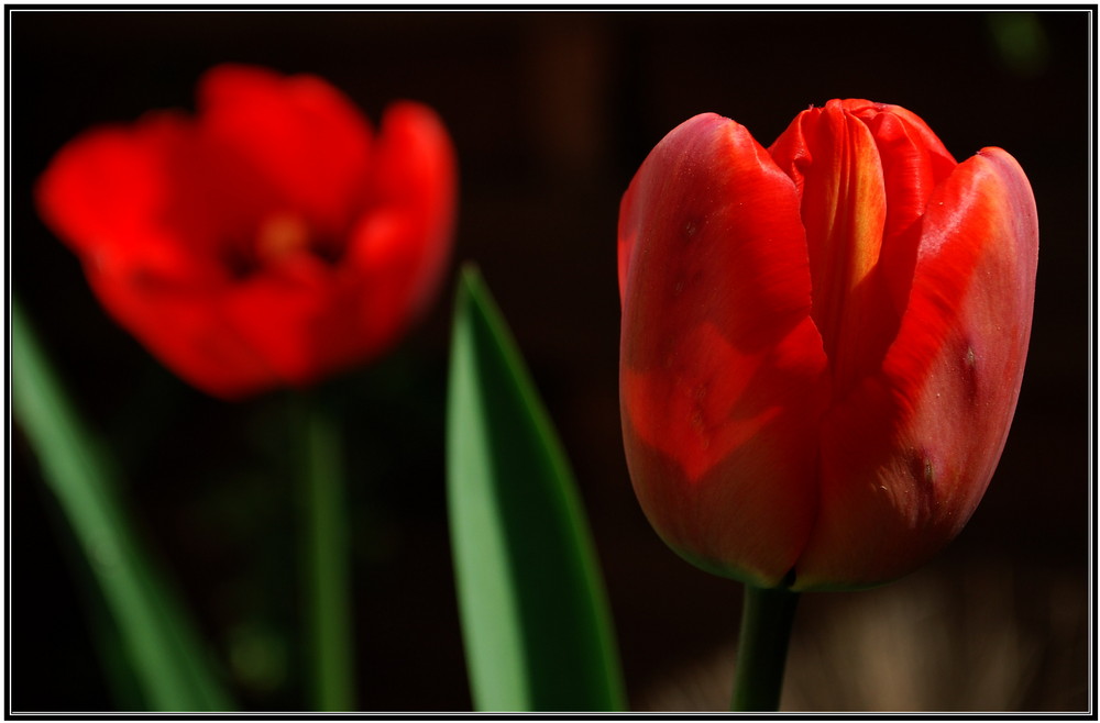 Rote Tulpen