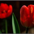 Rote Tulpen