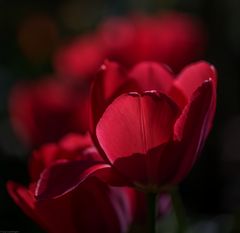 rote Tulpen 