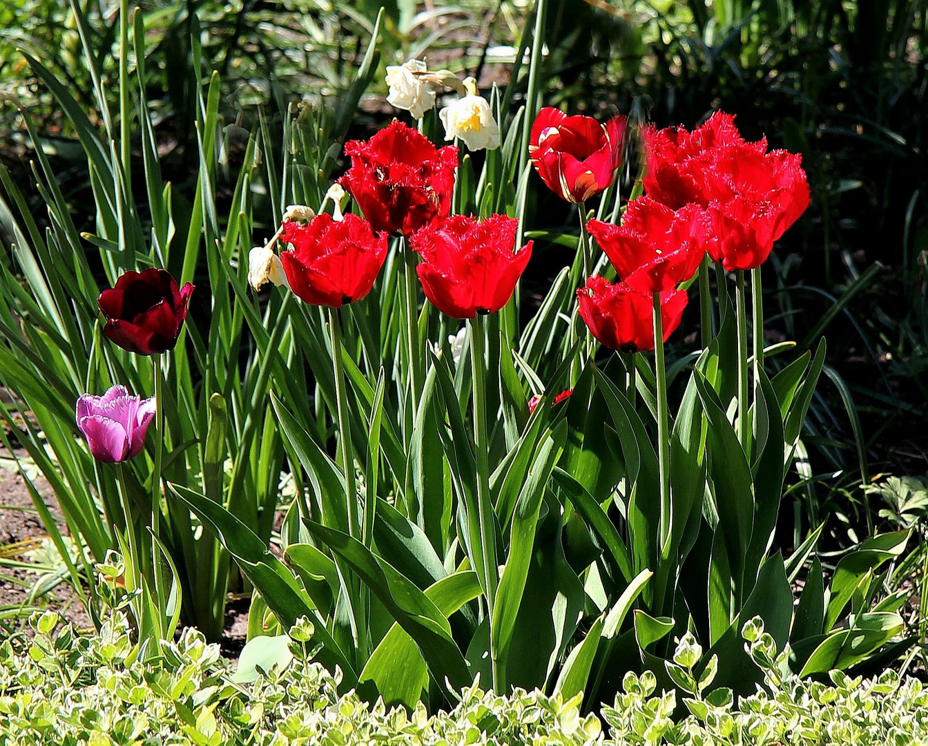 rote Tulpen als Mittwochsblümchen