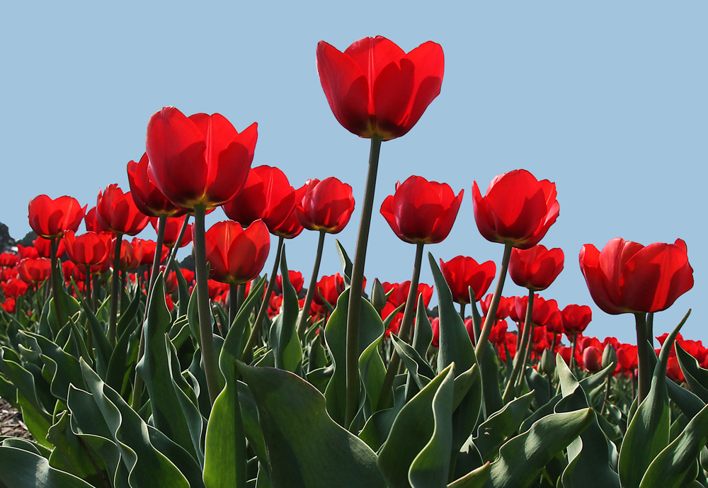 rote Tulpen auf Texel