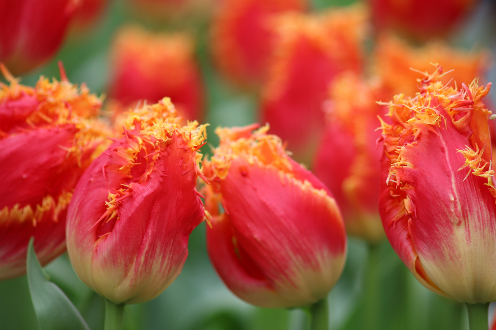 rote Tulpen aus Amsterdam