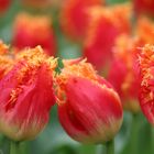 rote Tulpen aus Amsterdam