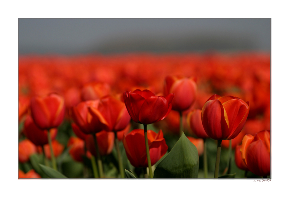 Rote Tulpen aus....