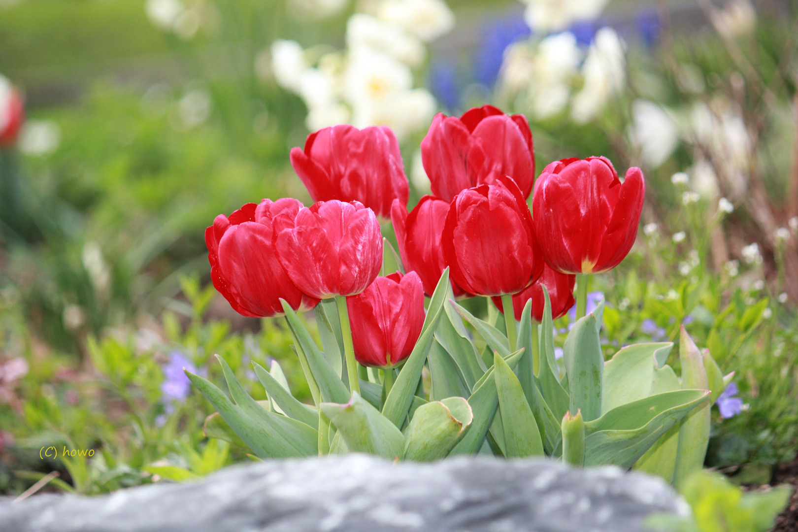 Rote Tulpen