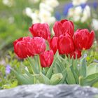 Rote Tulpen