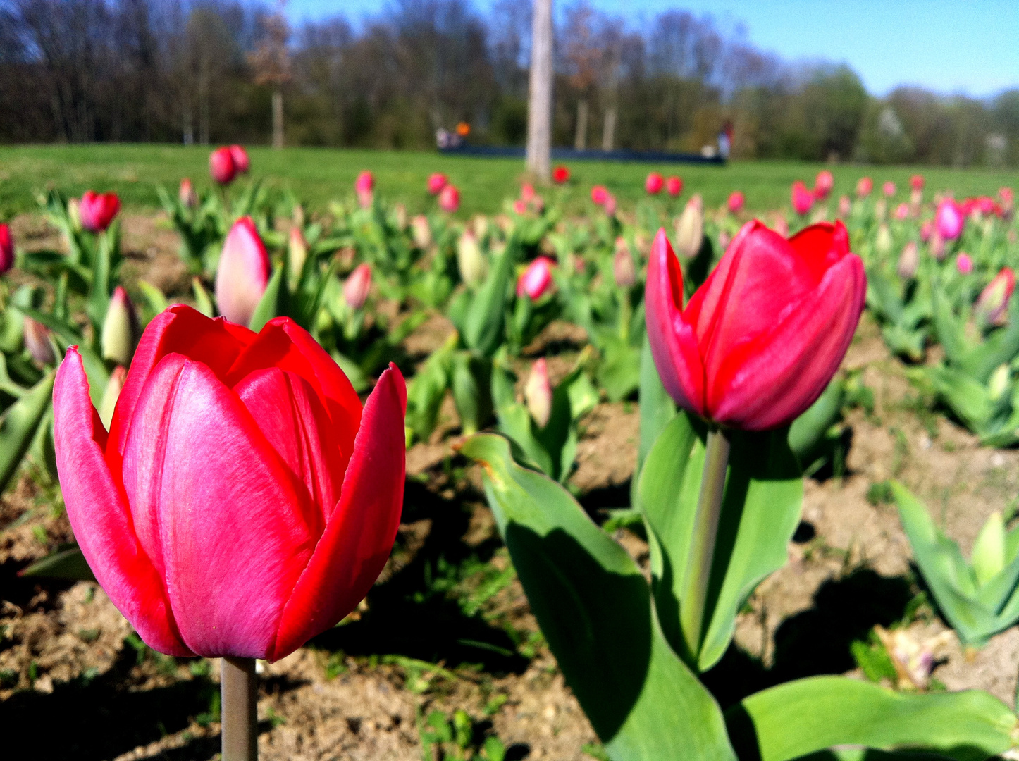 Rote Tulpen