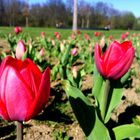 Rote Tulpen