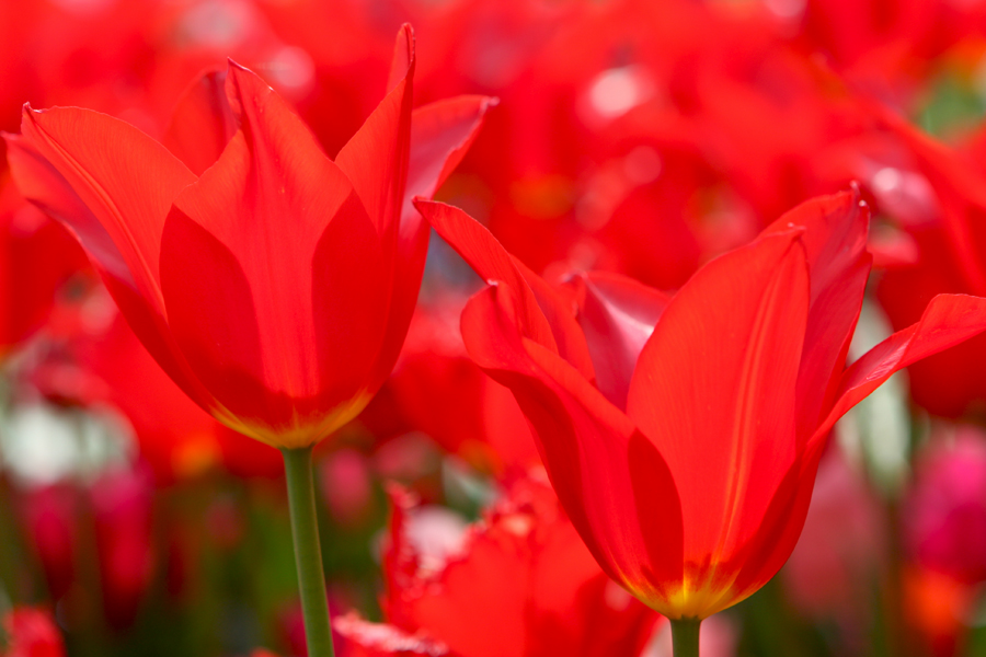 Rote Tulpen