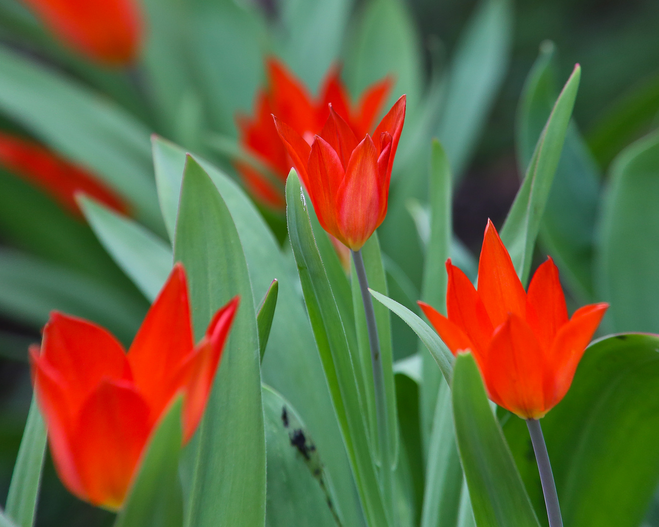 rote Tulpen