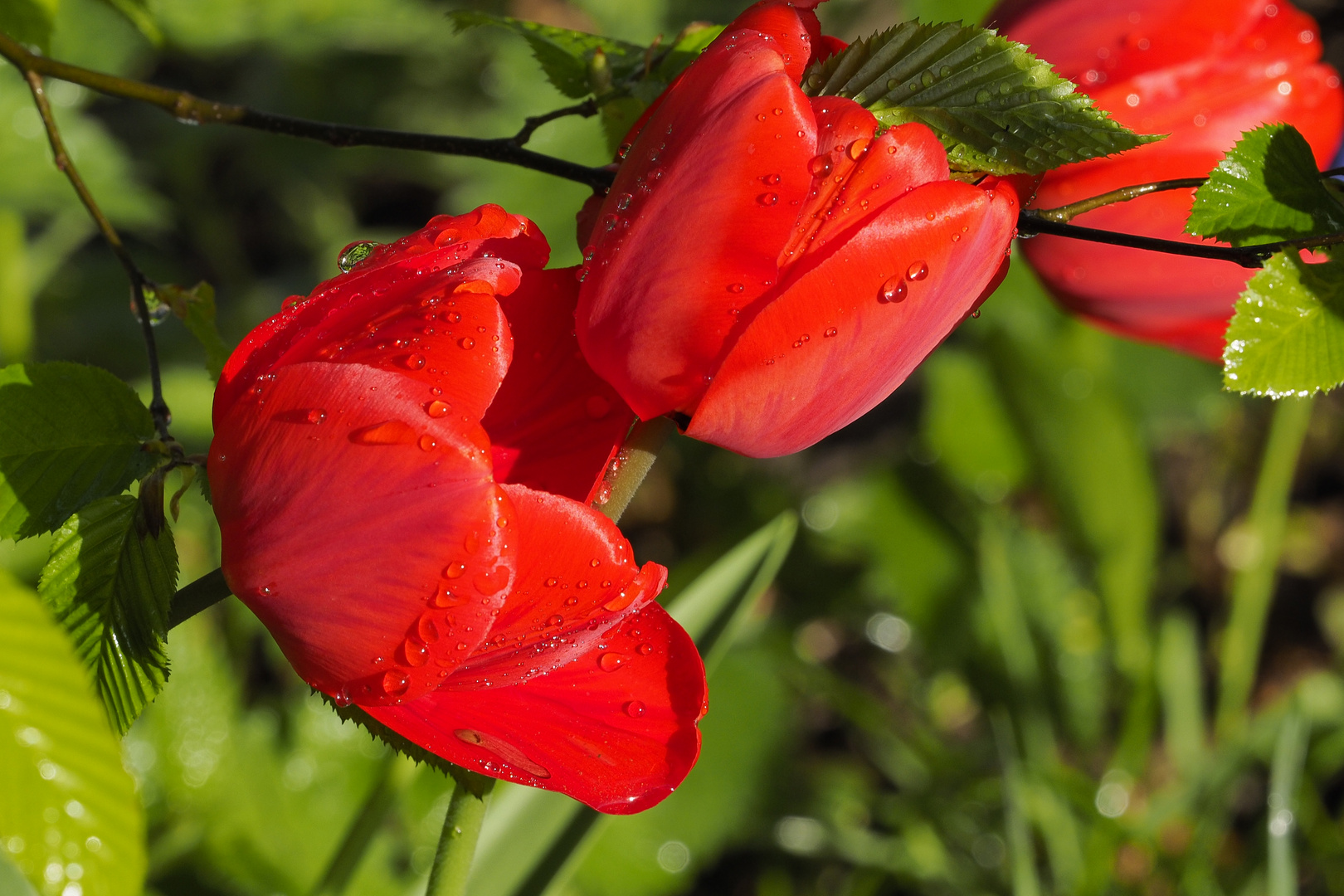 Rote Tulpen