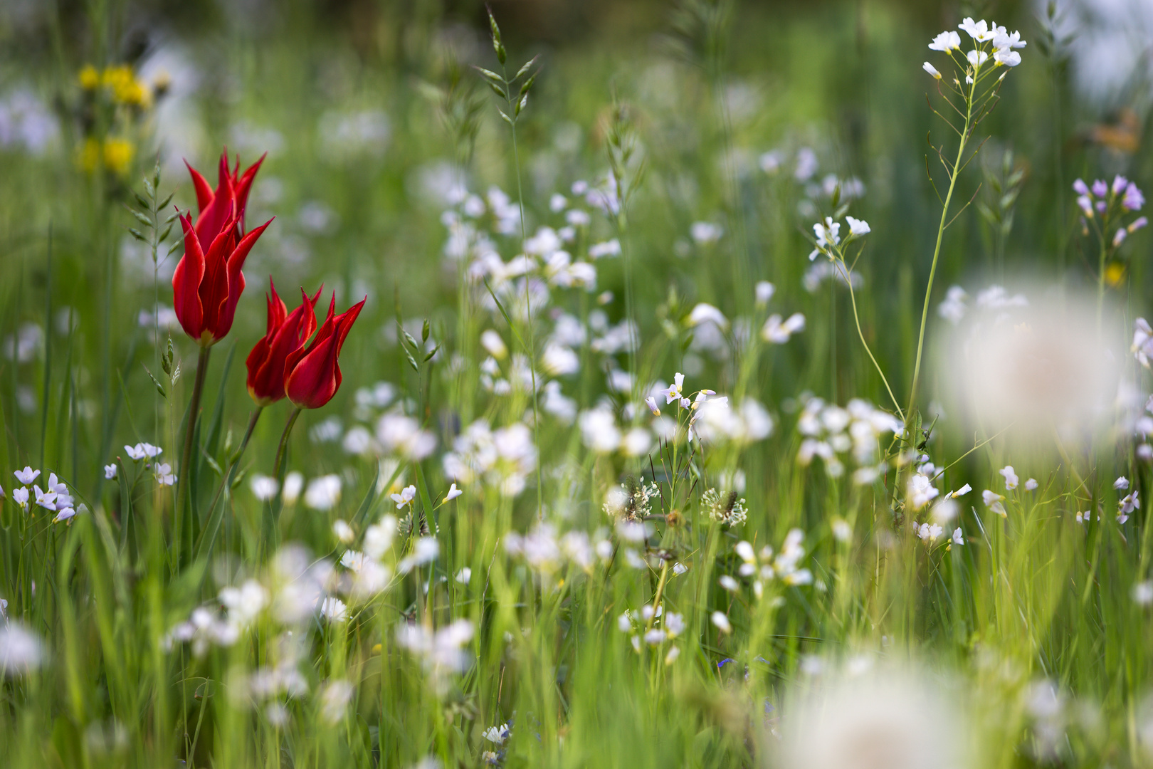 Rote Tulpen