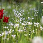 Rote Tulpen