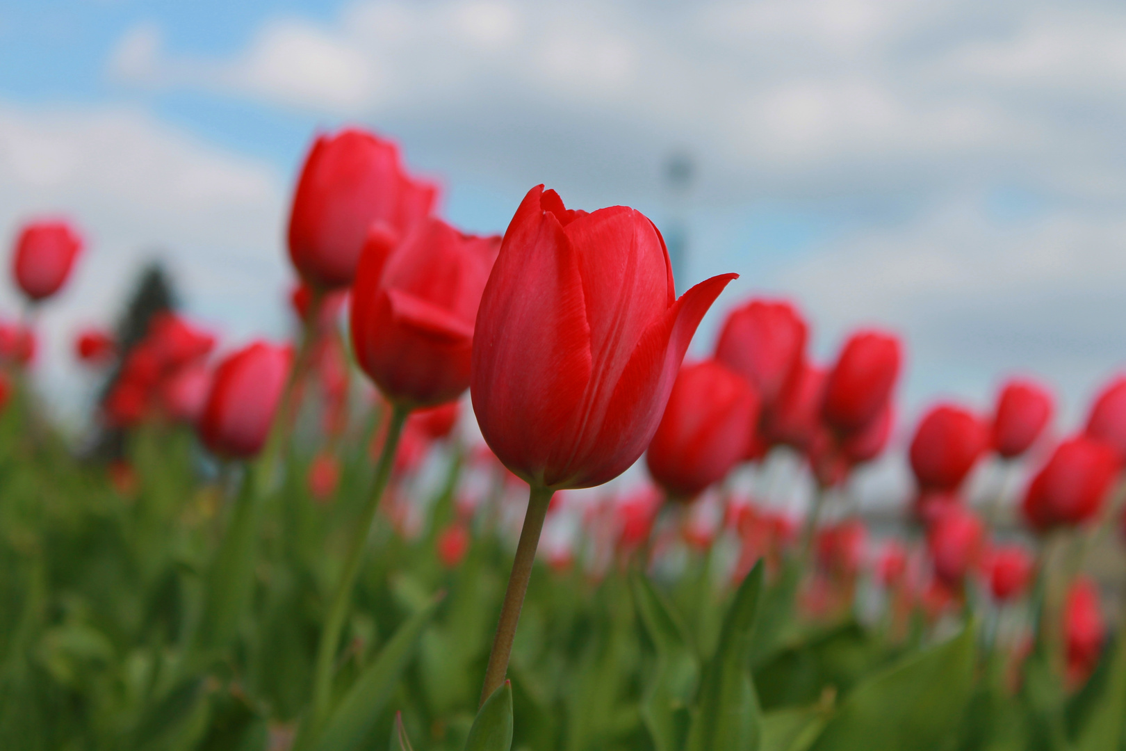 Rote Tulpen