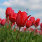 Rote Tulpen