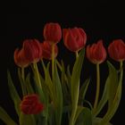 rote Tulpen