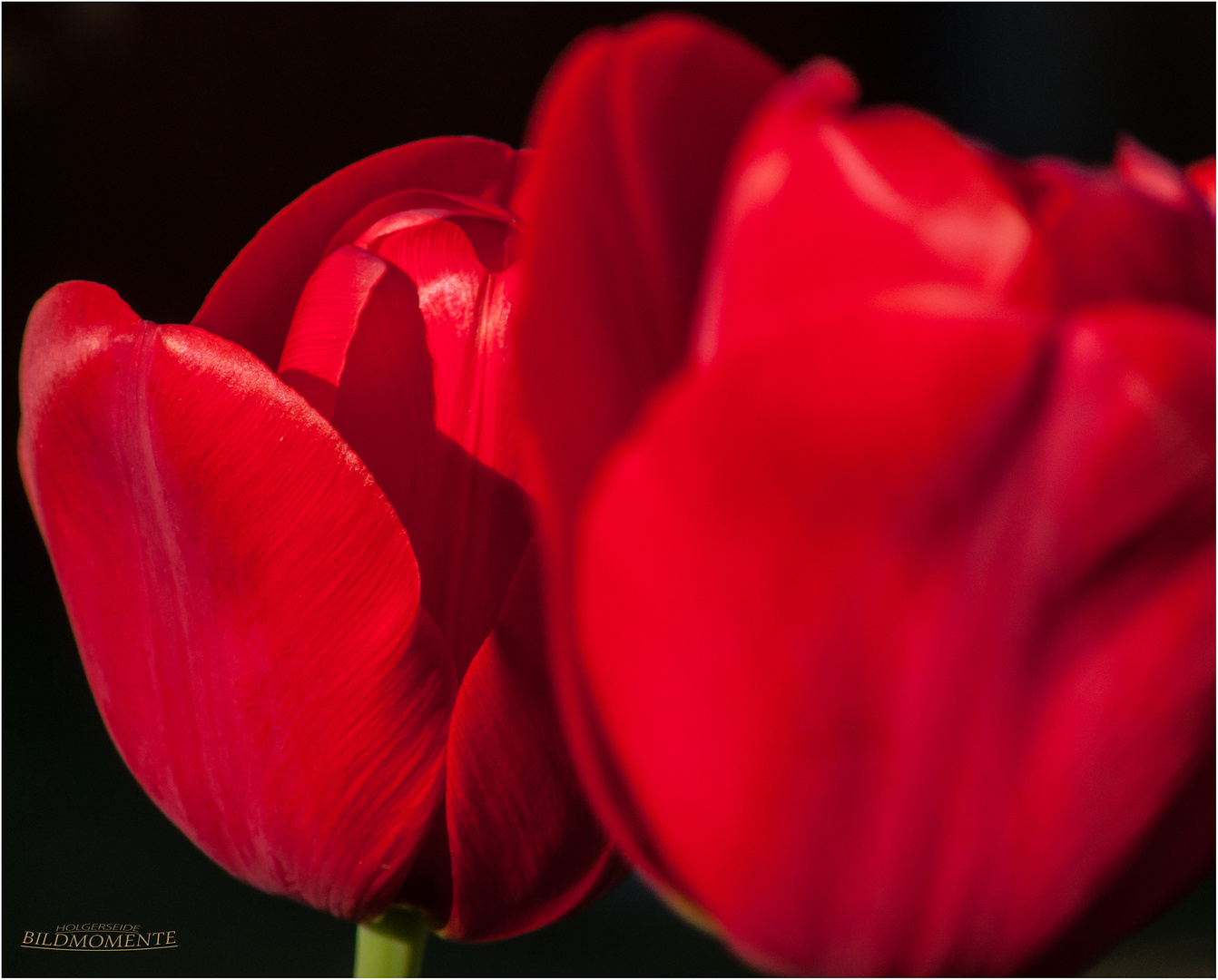 rote Tulpen