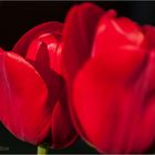 rote Tulpen