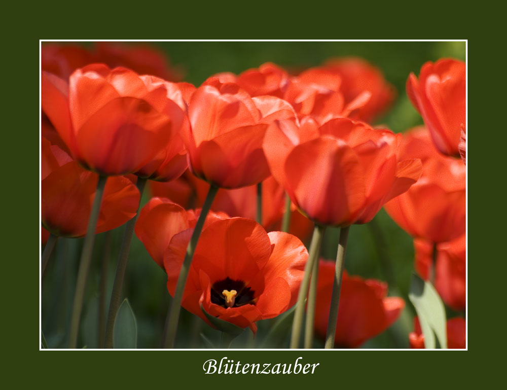 Rote Tulpen..........