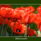 Rote Tulpen..........