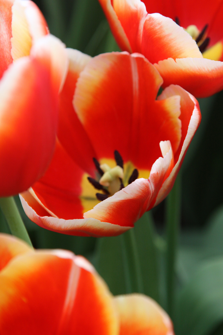 rote Tulpen