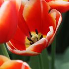 rote Tulpen