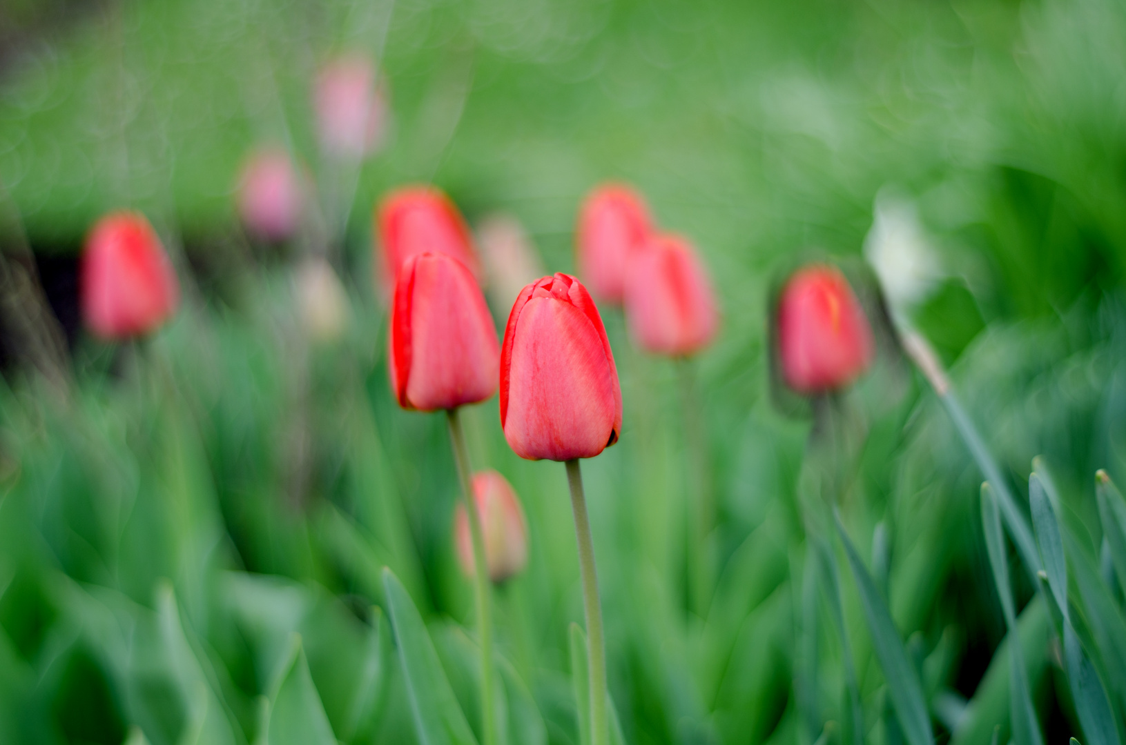 "rote Tulpen"